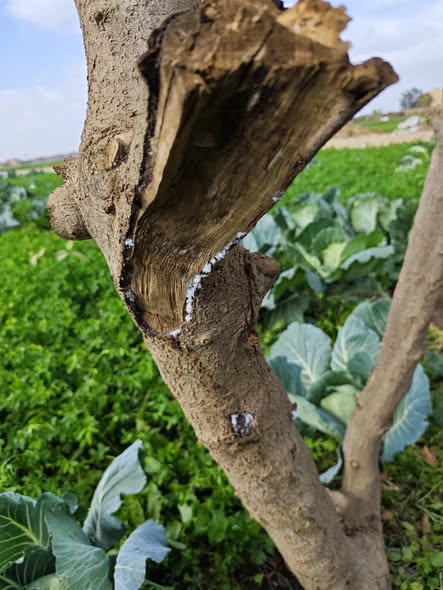 سلام عليكم عندي ده ظهر عندي في اكتر من شجرة زي شجرة التفاح دي
وكمان عندي مشكلة لما ازرع بصل بيعفن مهما كان مع أن عندنا من كذا سنه مكانش عندنا مشاكل ابدا
الارض سمرا طينية والصرف مش وحش السمحه ٥ قيراط